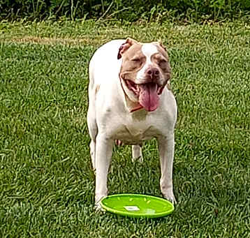 Photo of Bella