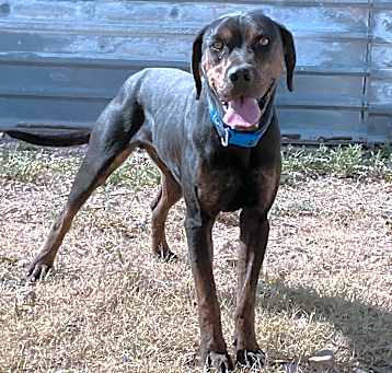 Photo of Buck