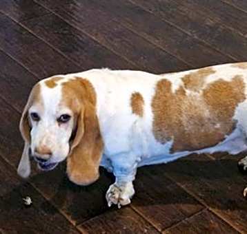 Photo of Scooter