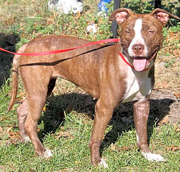 Photo of Willow (Spayed)