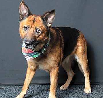 Photo of Zoro