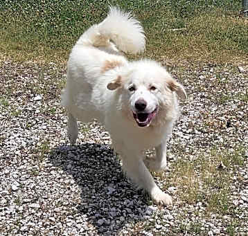 Photo of Willow