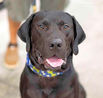 Photo of Ruger