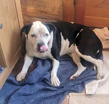 Photo of Stella