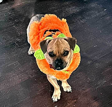 Photo of Buster