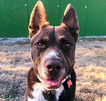 Photo of KODA
