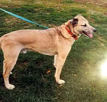 Photo of Thor