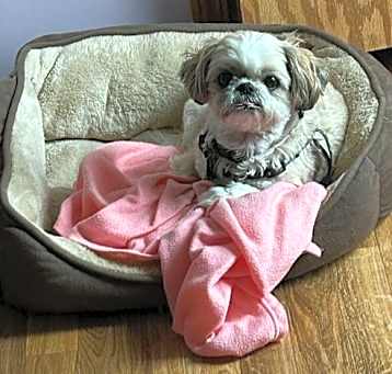 Photo of Chancey - OS
