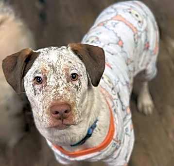 Photo of Dexter
