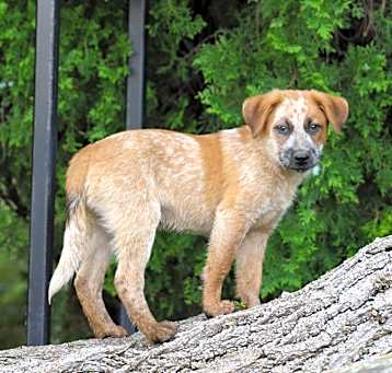 Photo of PARKER ***good with cats!***