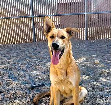 Photo of Roxy (Rockstar)