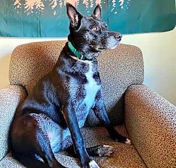 Photo of Sadie