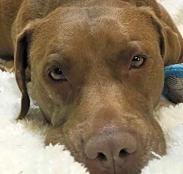 Photo of Tucker