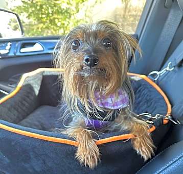 Photo of Pixie