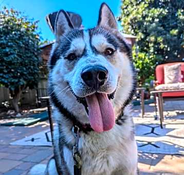 Photo of Buck
