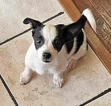 Photo of Pongo
