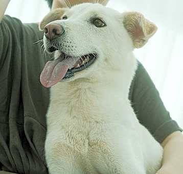 Photo of Goodo (HDS)