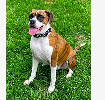 Photo of Rosco IV