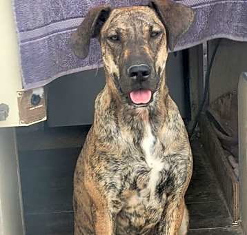 Photo of Penny