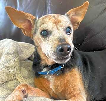 Photo of Romeo