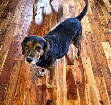 Photo of Rusty
