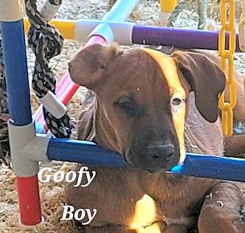 Photo of Goofy