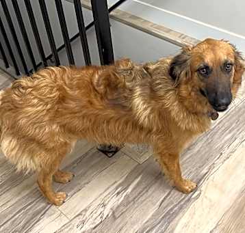 Photo of Nova