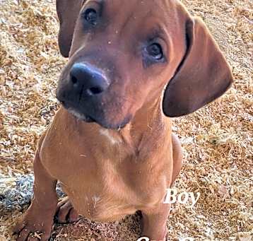 Photo of Gus Gus