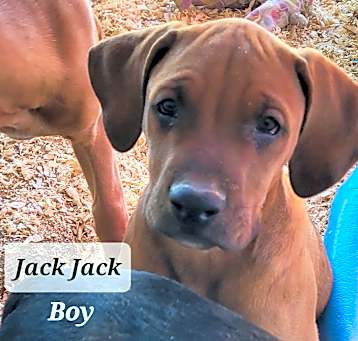 Photo of Jack Jack
