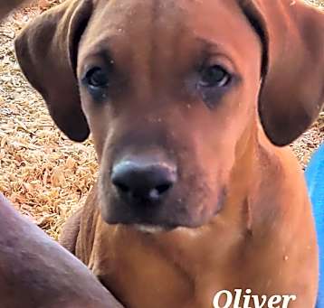 Photo of Oliver