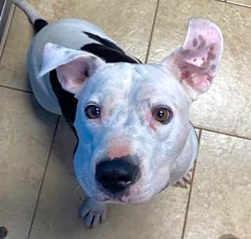 Photo of Ranger- In foster