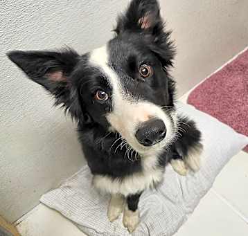 Photo of Waylon