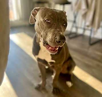 Photo of Bingo aka Hank