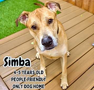 Photo of Simba