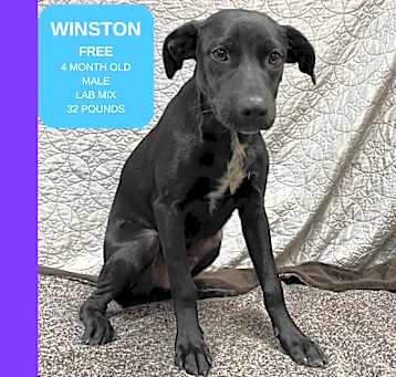 Photo of Winston