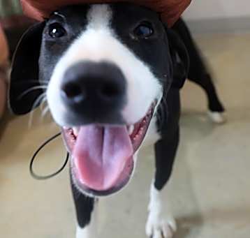 Photo of Max