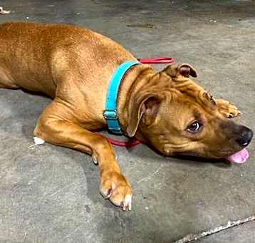 Photo of Duchess