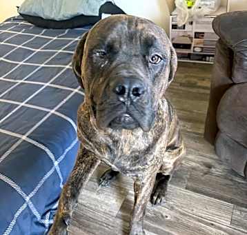 Photo of Duke  ADOPTION PENDING