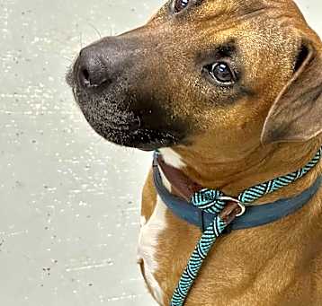 Photo of Bosco