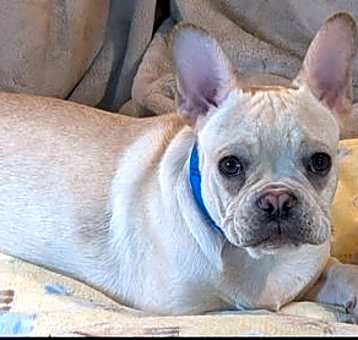 Photo of Dewey