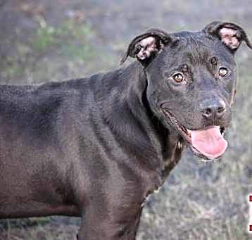Photo of Bo