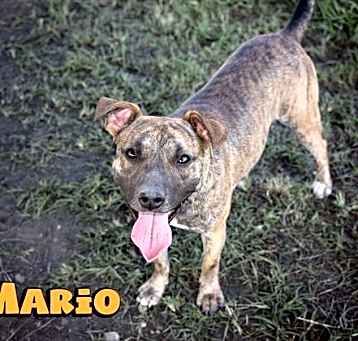 Photo of Mario