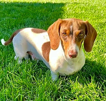 Photo of Randall