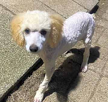 Photo of Cooper
