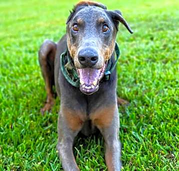 Photo of Indy