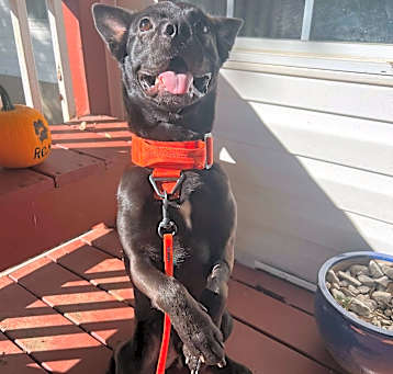 Photo of Stitch