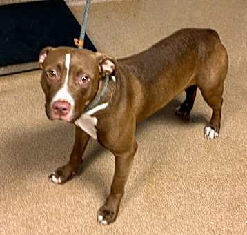 Photo of Celeste- IN FOSTER