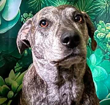 Photo of Sadie-Dedicated and Loyal
