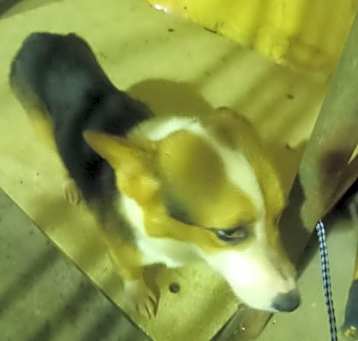 Photo of gretel
