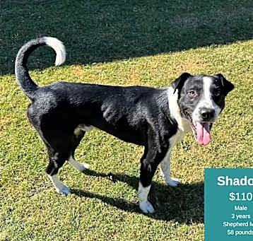 Photo of Shadow